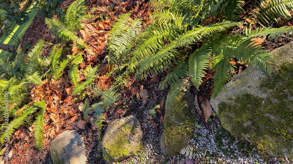 Φωτογραφία Sword ferns and mossy rocks among autumn leaves in Stanley Park Vancouver