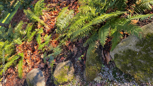 Bild auf Leinwand Sword ferns and mossy rocks among autumn leaves in Stanley Park Vancouver