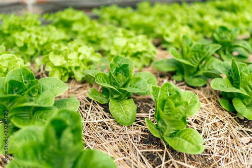 Foto Lettuce seedlings growing in straw mulch garden bed with fresh green leaves and