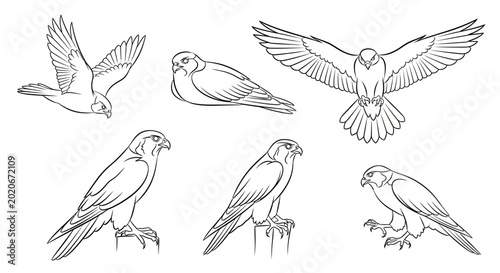 Set of hand-drawn falcon sketches in various poses