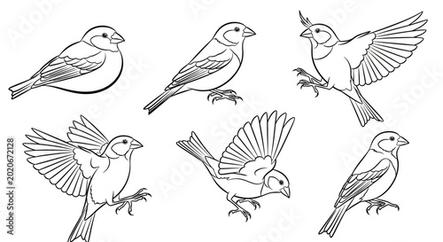 Set of Hand-Drawn Sparrows in Various Poses, Artistic Bird Sketches