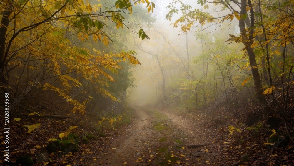 Fototapeta premium Dirt forest road flanked by yellow leaves in misty autumn