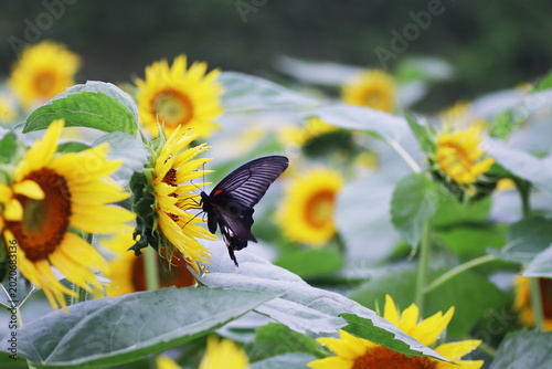 ヒマワリの蜜を吸うアゲハチョウ