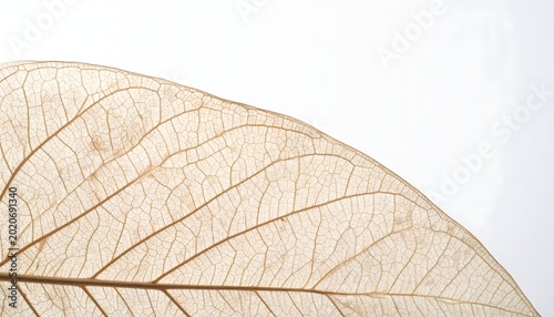 Close-up of a translucent dried leaf skeleton, revealing intricate natural vein patterns and delicate textures against a bright white background, symbolizing fragility and organic beauty