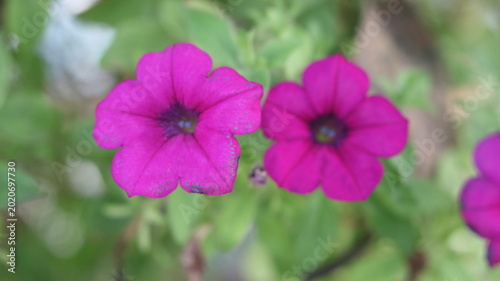 Beautiful Pink Petunia Flower Close-Up