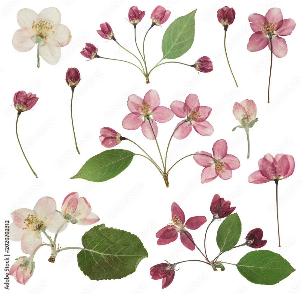 Foto Herbarium