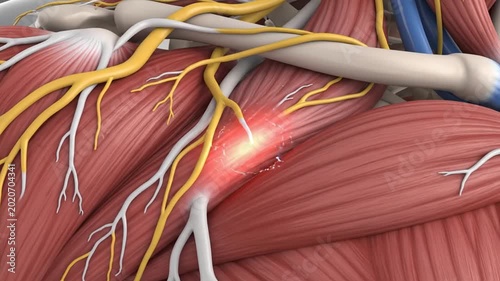 Detailed human female anatomy showing muscles nerves and blood vessels