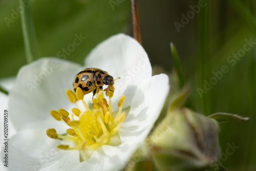Sixteen-Spot Ladybird on Flower – Macro Image of Small Ladybug (Tytthaspis sedecimpunctata)