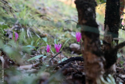 Foto Piccoli fiori di ciclamino selvatico rosa che crescono nel sottobosco tra foglie