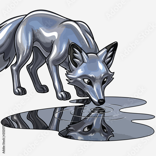 Gray wolf drinking from puddle with reflection on white background