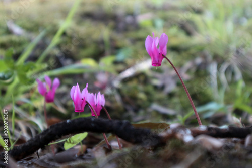 Tableau sur toile Piccoli fiori di ciclamino selvatico rosa che crescono nel sottobosco tra foglie