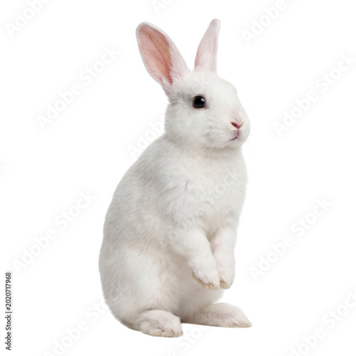 Valokuva White rabbit sitting and looking up isolated on transparent background
