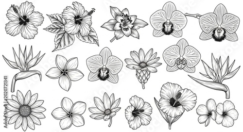 Foto Collection of Hand Drawn Tropical Flowers and Blossoms.