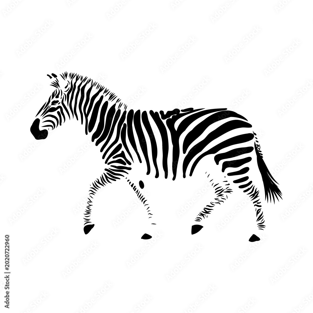 Obraz premium zebra, vector sketch