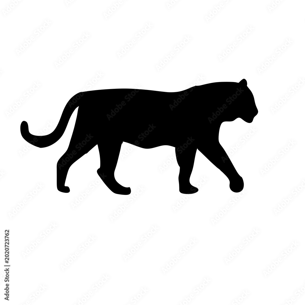 Fototapeta premium silhouette of a tiger