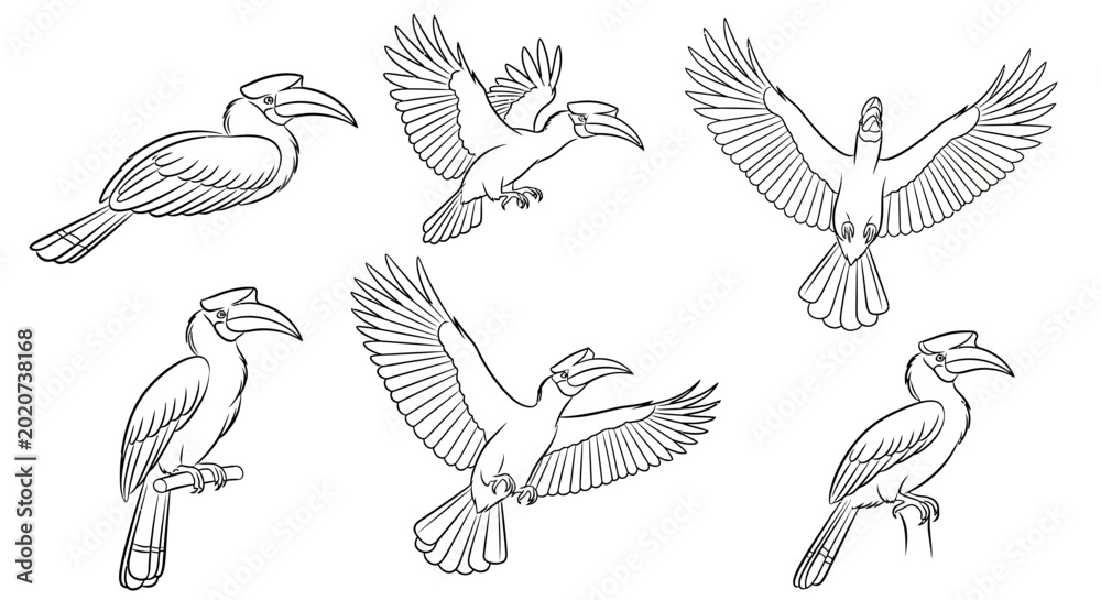 Obraz premium Hornbill Bird Set in Various Poses, Hand-Drawn Vector Illustration