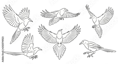 Set of black crow sketches in various flying and perched poses
