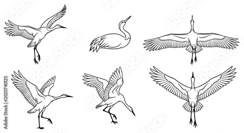 Set of graceful crane birds in flight and poses, elegant line art