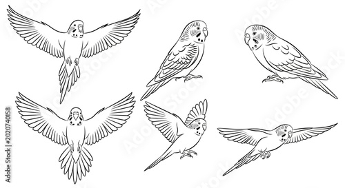 Budgerigar Parrot Collection Line Art Illustrations