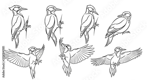 Woodpecker bird collection in line art, various poses and flight