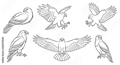 Eagle Set Sketch, Hand-Drawn Birds of Prey Collection