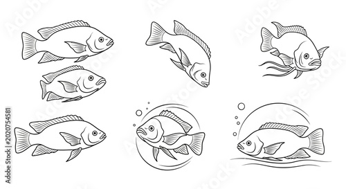 Tilapia Fish Set, Hand-Drawn Sketch Collection for Seafood Designs