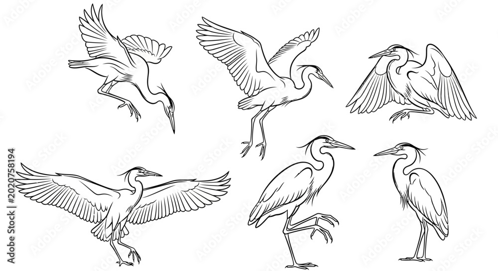 Fototapeta premium Heron Bird Set, Hand-Drawn Black and White Line Art Illustrations
