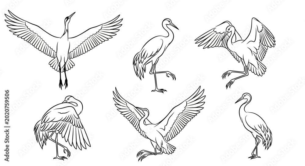 Fototapeta premium Set of Hand-Drawn Crane Bird Poses in Line Art Style