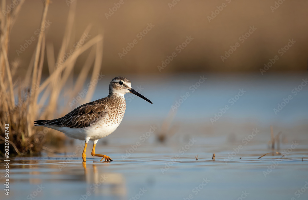 Fototapeta premium Sandpiper bird walks in shallow water near reeds. Small wader with speckled breast and yellow legs probes for food in calm lake. Wild avian animal foraging near marsh.