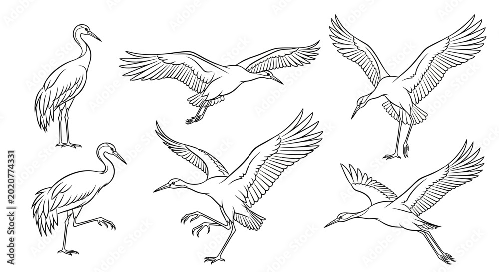 Fototapeta premium Set of Hand-Drawn Crane Bird Illustrations, Elegant Wildlife Art