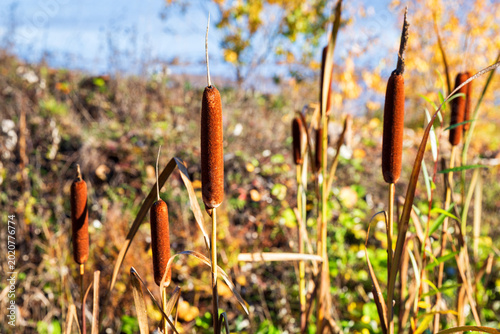Cattails (Typha latifolia)