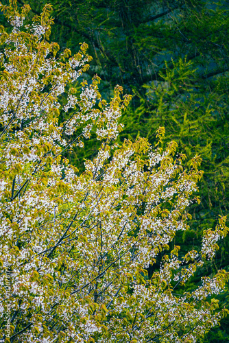 wild cherry blossom in forest