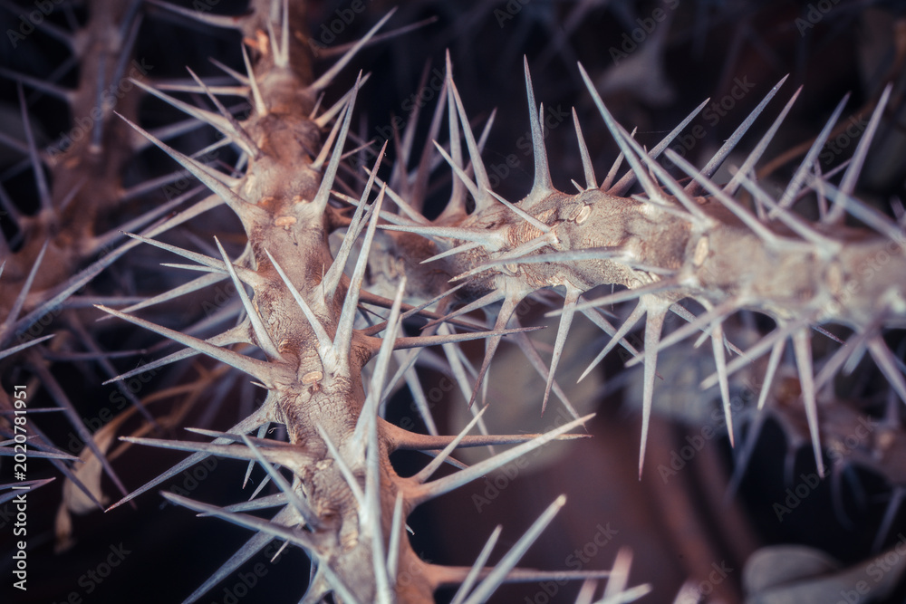 Foto Close-up of sharp thorns on dry branches creating a striking, complex pattern