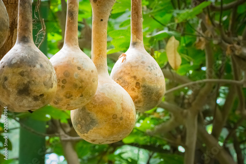 Fotografie Close-up of hanging dried gourds in a lush green garden setting.