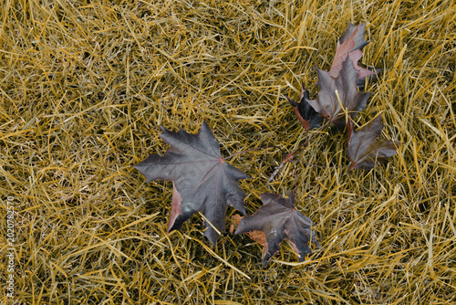 Fotografie Withered maple leaves rest on straw-colored grass, signaling the onset of autumn