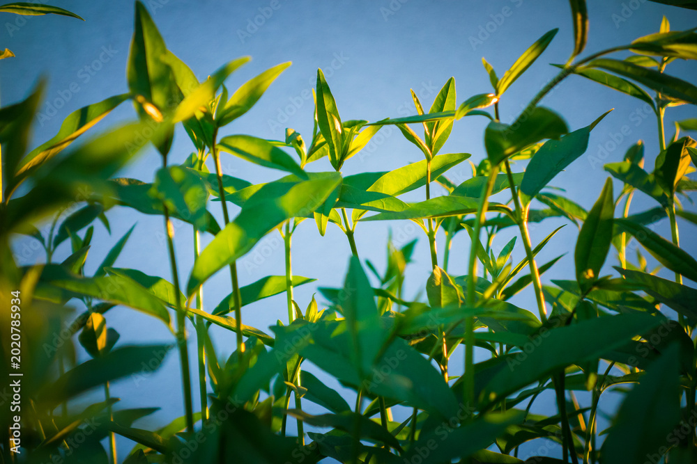 Obraz premium Vibrant green leaves thrive under the warm glow of the setting sun against a clear blue sky.