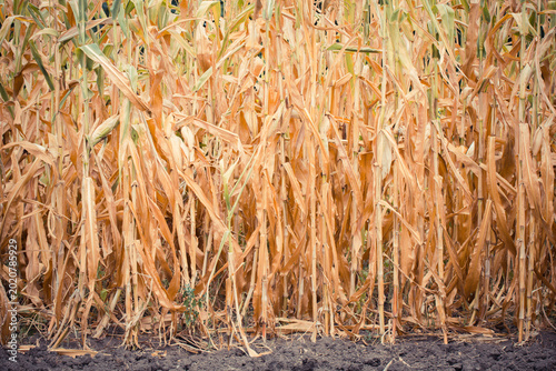 Bild auf Leinwand A golden cornfield with dry stalks ready for harvest under a cloudy sky