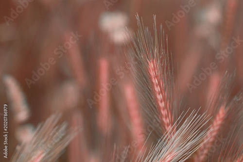 Billede på lærred Close-up of green wheat stalks gently swaying in a lush field.