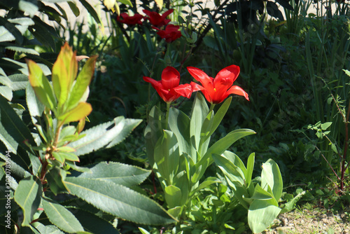 Canvas-taulu Due fiori di tulipano rosso brillante aperti al sole primaverile circondati da f