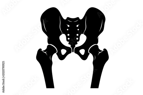 Anatomical Illustration of Human Pelvis and Leg Bones: A detailed illustration of the human pelvis, including the hip bone, sacrum, and femur.