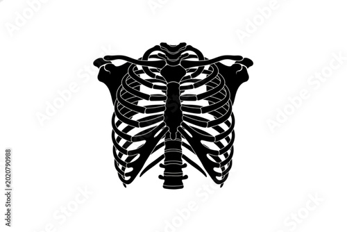 Anatomical Study: A striking illustration of the human rib cage, depicted in stark monochrome. This image provides a clear and concise visual representation of the skeletal structure.