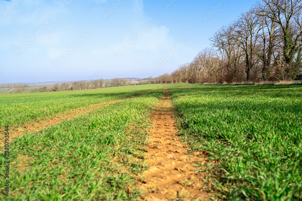 Obraz premium Rural path through green countryside field in spring