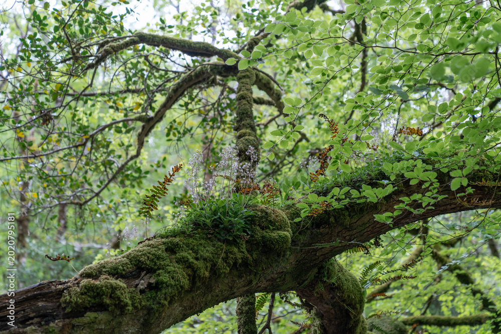 Fototapeta premium Moss covered tree branch growing in temperate forest