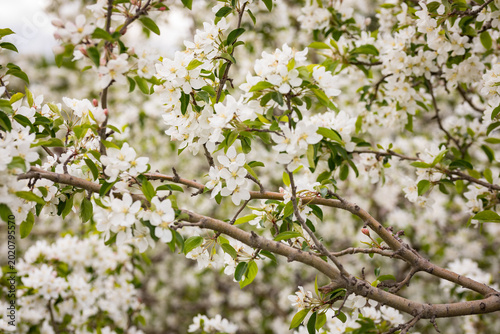 Obraz na plátne White apple tree blossoms blooming in spring