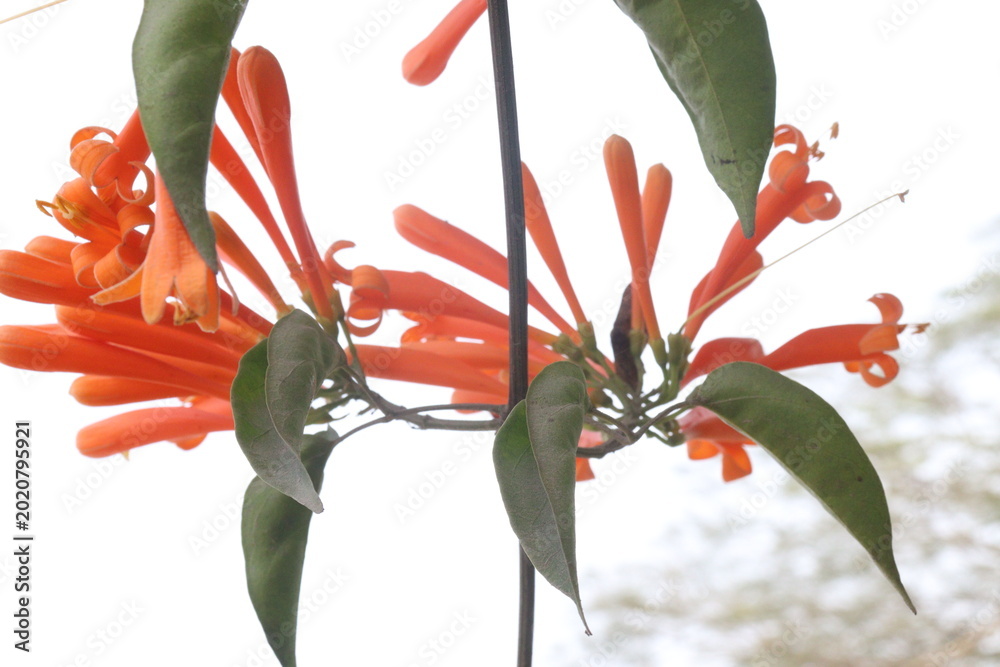 Fototapeta premium Pyrostegia venusta, flame vine or orange trumpet vine flower plant