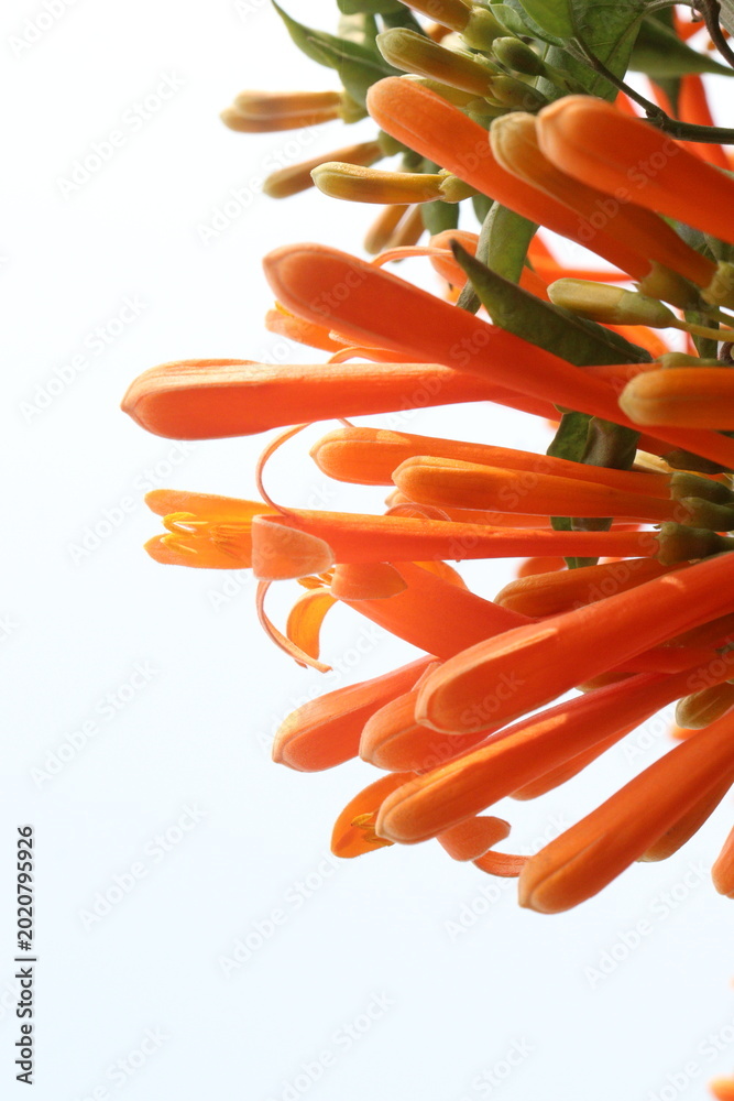 Fototapeta premium Pyrostegia venusta, flame vine or orange trumpet vine flower plant
