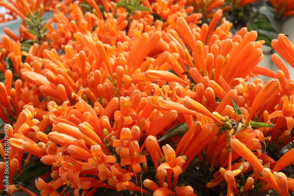 Fototapeta premium Pyrostegia venusta, flame vine or orange trumpet vine flower plant