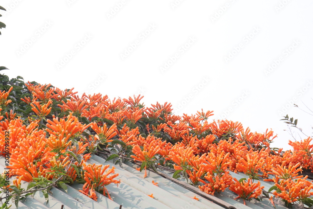Fototapeta premium Pyrostegia venusta, flame vine or orange trumpet vine flower plant