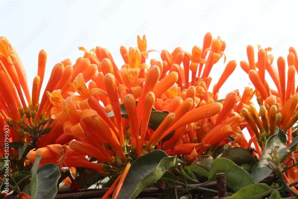 Fototapeta premium Pyrostegia venusta, flame vine or orange trumpet vine flower plant