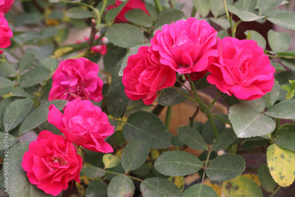 Φωτογραφία rose plant on nursery for sell